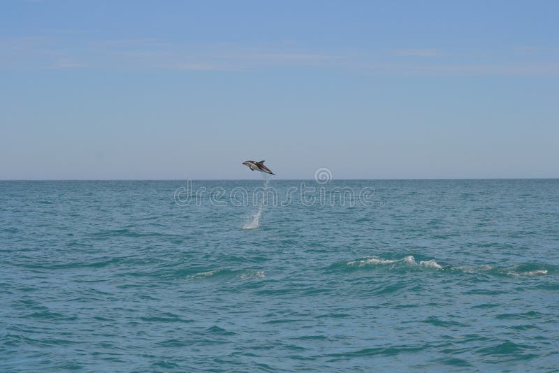 Dauphin sombre dans Kaikoira, Nouvelle-Zélande image stock Dauphin sombre dans Kaikoira, Nouvelle-Zélande image stock