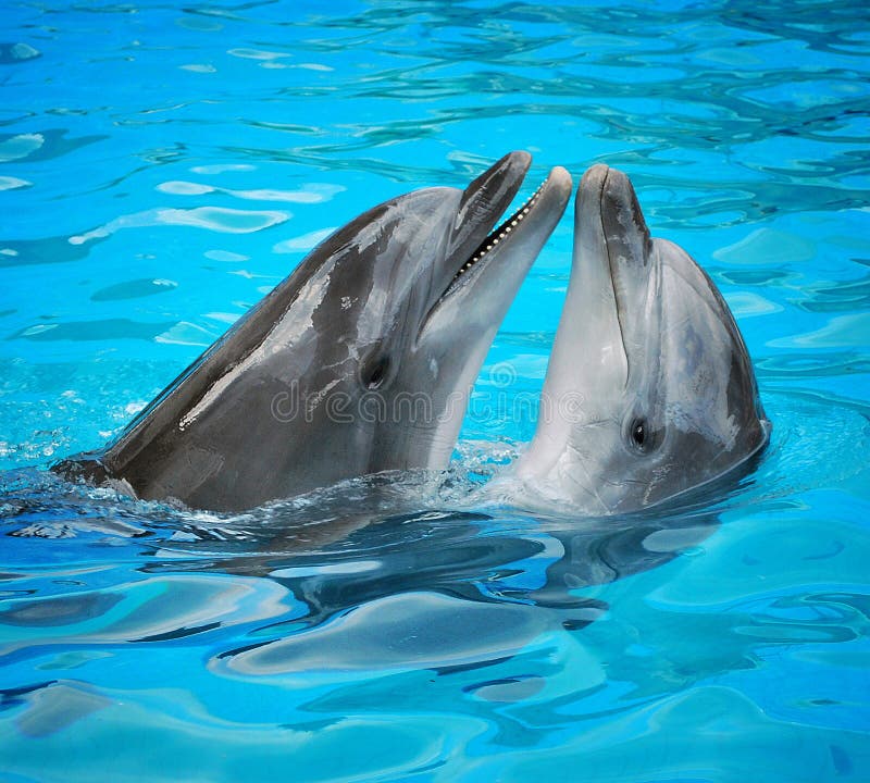 Dauphins image libre de droits Dauphins image libre de droits