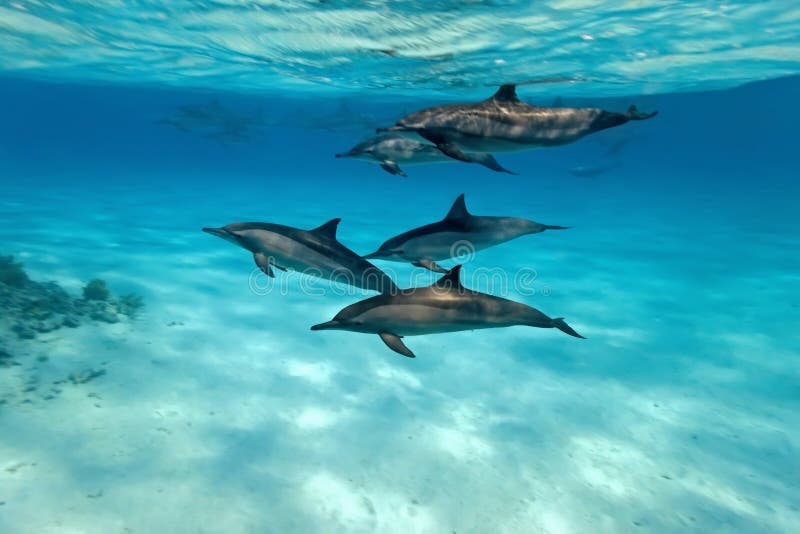 Dauphins photographie stock Dauphins photographie stock