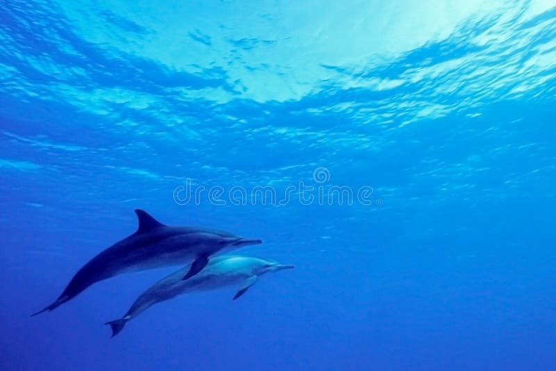 Dauphins Dauphins