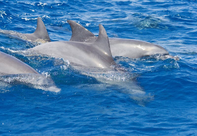 dauphins photo stock dauphins photo stock