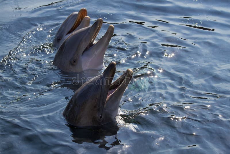 Dauphins de Bottlenose ou truncatus de Tursiops images stock Dauphins de Bottlenose ou truncatus de Tursiops images stock