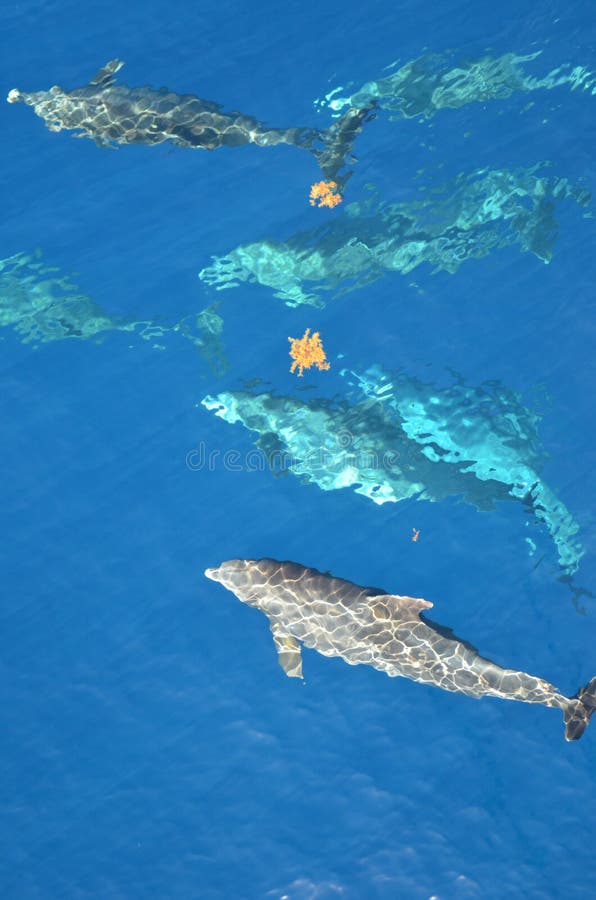 dauphins de Bouteille-nez, truncatus de Tursiops, nageant dans l'océan photographie stock libre de droits dauphins de Bouteille-nez, truncatus de Tursiops, nageant dans l'océan photographie stock libre de droits