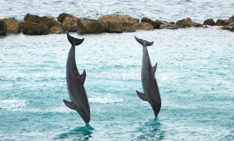 Dauphins donnant une exposition de saut et de piqué photos stock Dauphins donnant une exposition de saut et de piqué photos stock