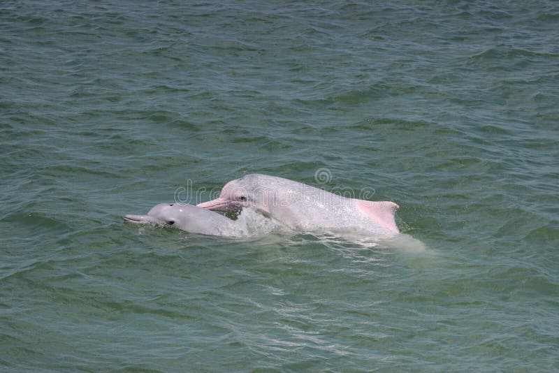 Dauphins Sousa de bosse d'Indopacific chinensis en Hong Kong image stock Dauphins Sousa de bosse d'Indopacific chinensis en Hong Kong image stock