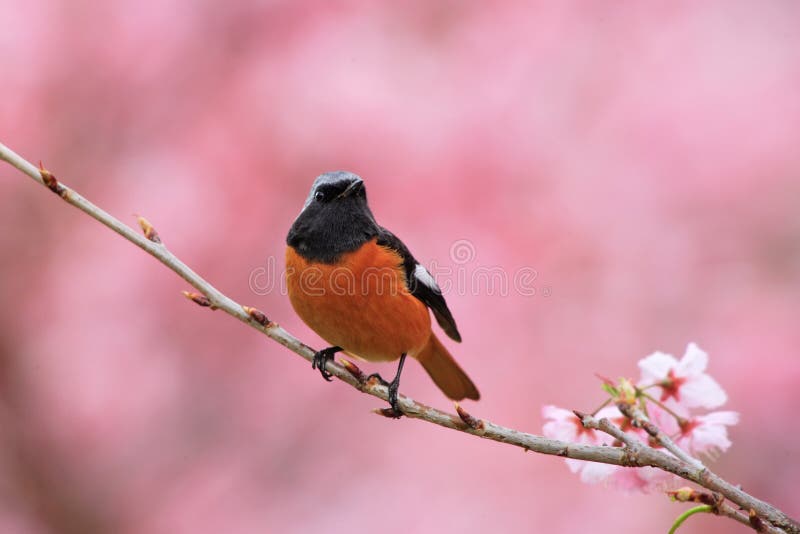 Daurian Redstart