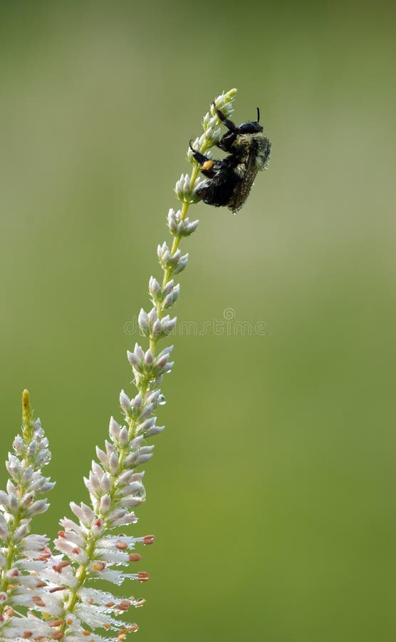 Dauw-behandelde hommel in de vroege ochtendzon stock foto Dauw-behandelde hommel in de vroege ochtendzon stock foto