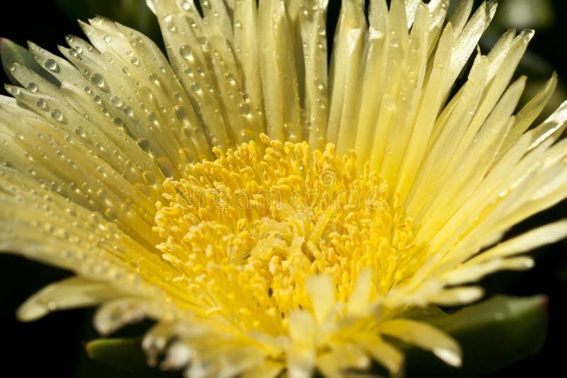 Macro view of dew on yellow flower petals. Macro view of dew on yellow flower petals.