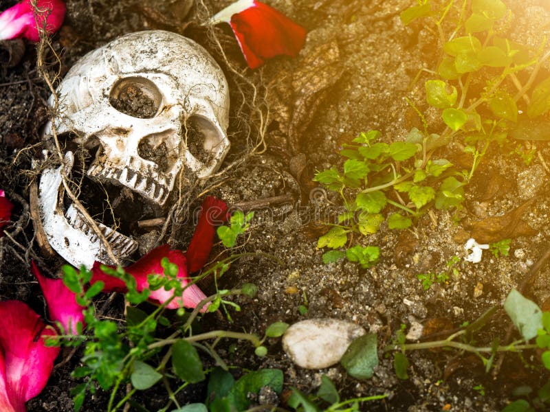 Davanti al cranio umano sepolto nel suolo con le radici dell'albero e dei petali rosa dal lato Il cranio ha sporcizia allegata a immagine stock libera da diritti Davanti al cranio umano sepolto nel suolo con le radici dell'albero e dei petali rosa dal lato Il cranio ha sporcizia allegata a immagine stock libera da diritti