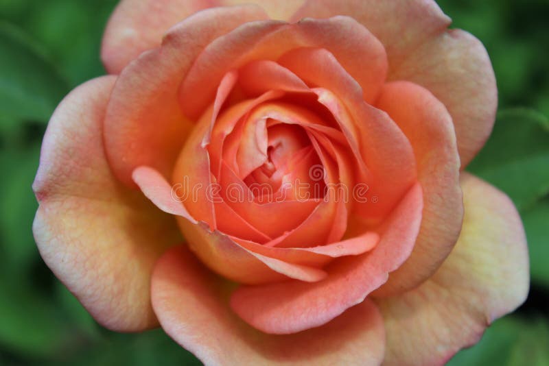 Pink Peach David Austin Rose. Pink Peach David Austin Rose