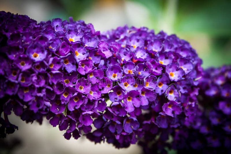 Vivaio Di Castelletto - Buddleia Davidii Royal Red 'Albero Delle - Foto 9