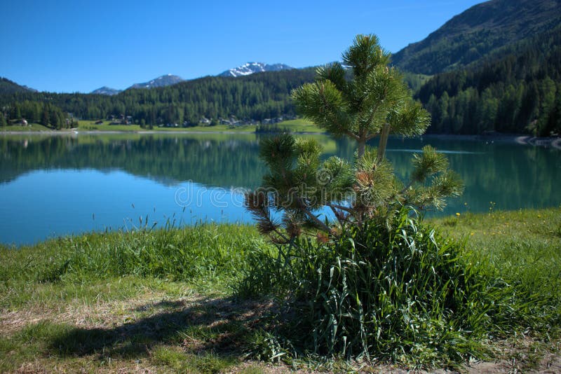 Davosjön i Schweiz på en vacker dag under våren 2752020. Idylliskt sjö på en solnydag i davos i Schweiz 2752020