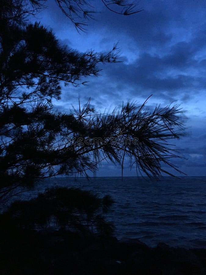 Dawn above Pacific Ocean Seen through Needles of Casuarina Tree Growing on Beach in Kapaa on Kauai Island, Hawaii.