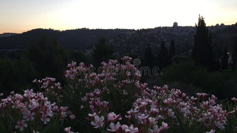 Israel in August Weather Basics