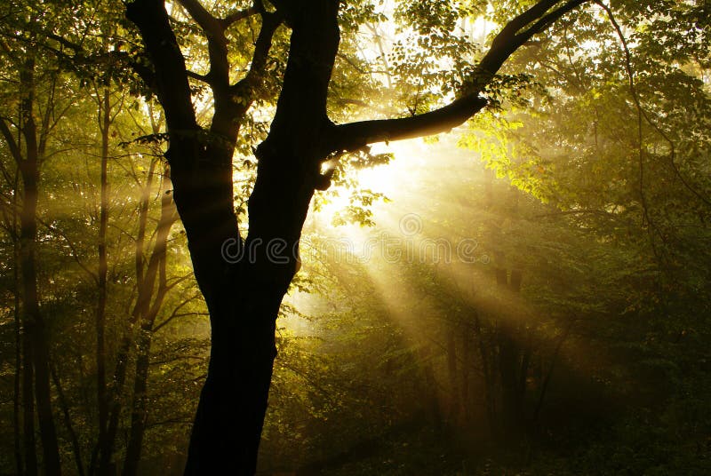 Dawn in forest