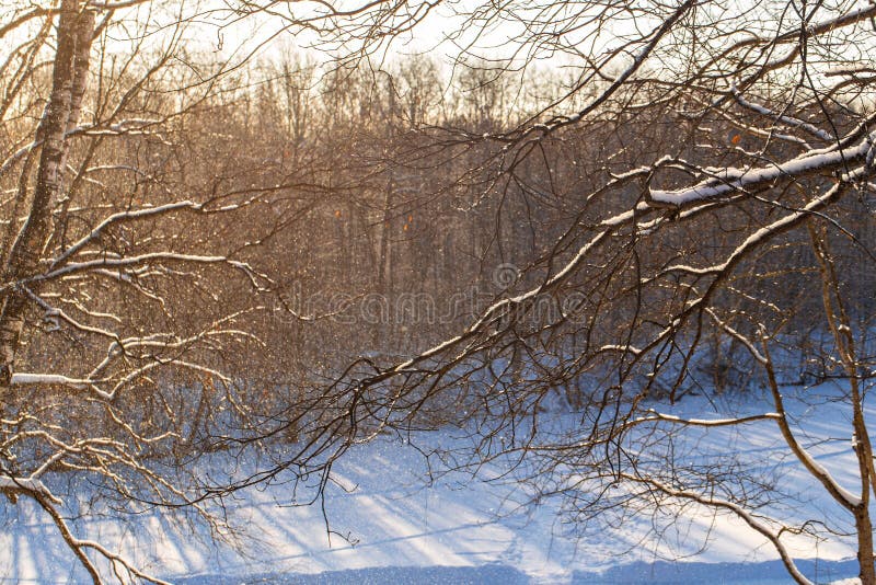 Dawn Frosty Morning Winter Landscape Of Frosty Trees White Snow And