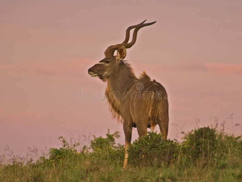 Dawn Kudu