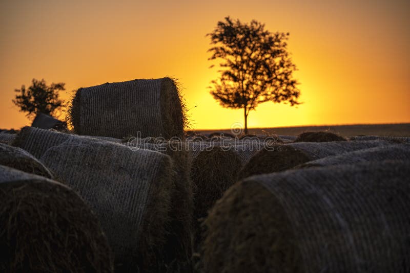 Dawn over a field with haystacks.