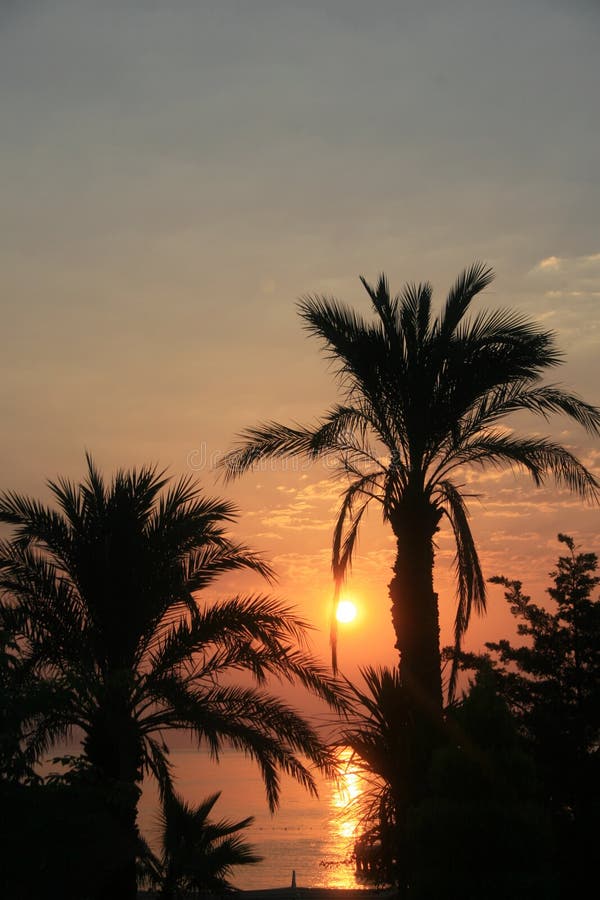 Dawn and palm trees