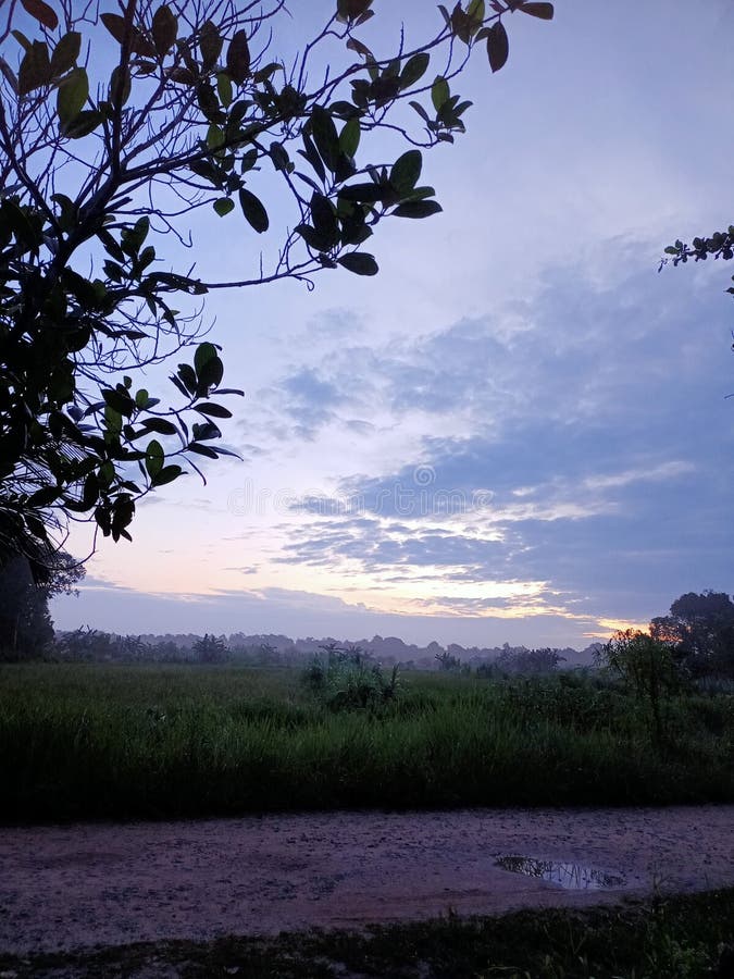 The dawn in the rice fields stock images