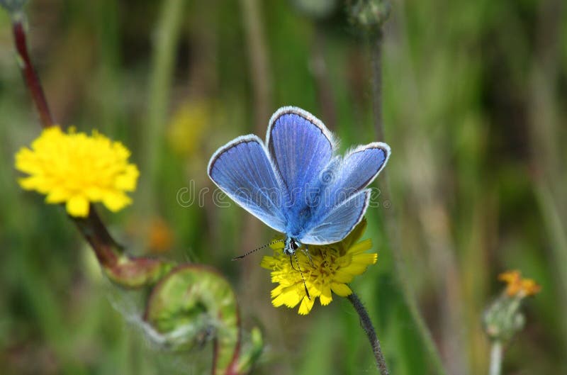 Day blue butterfly