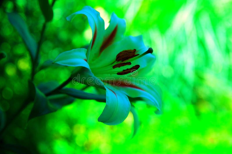 Day Lily Opening 2 stock photo. Image of petal, pretty 2783578