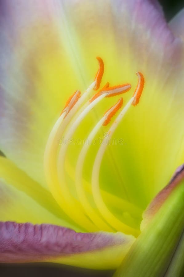 Day Lily Stamens