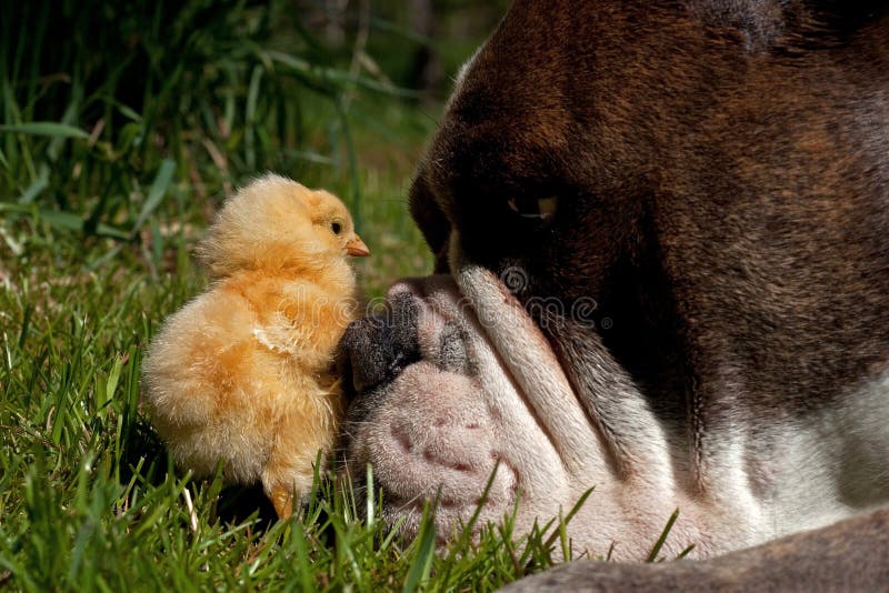 Cuccioli la gara Svezia, quale trascorrere il cane inglese antico sul erba estate.