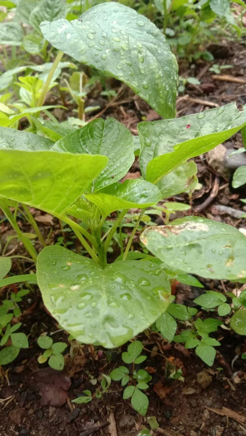 The Day after Rain in the Night Stock Photo Image of lawn, wildflower