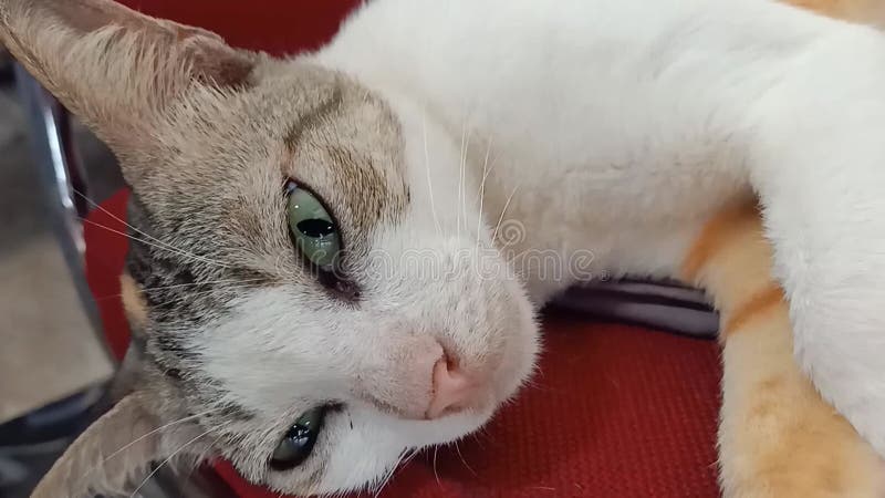 Hypersomnia: What It Is, Causes, Symptoms & Treatment