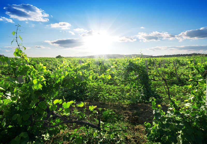 Day in vineyard stock photo. Image of ground, farm, rural 48968956