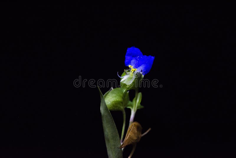 Dayflower asiatique sur le fond, la bannière de Web ou le site Web noire avec le concept de jardin photos stock Dayflower asiatique sur le fond, la bannière de Web ou le site Web noire avec le concept de jardin photos stock