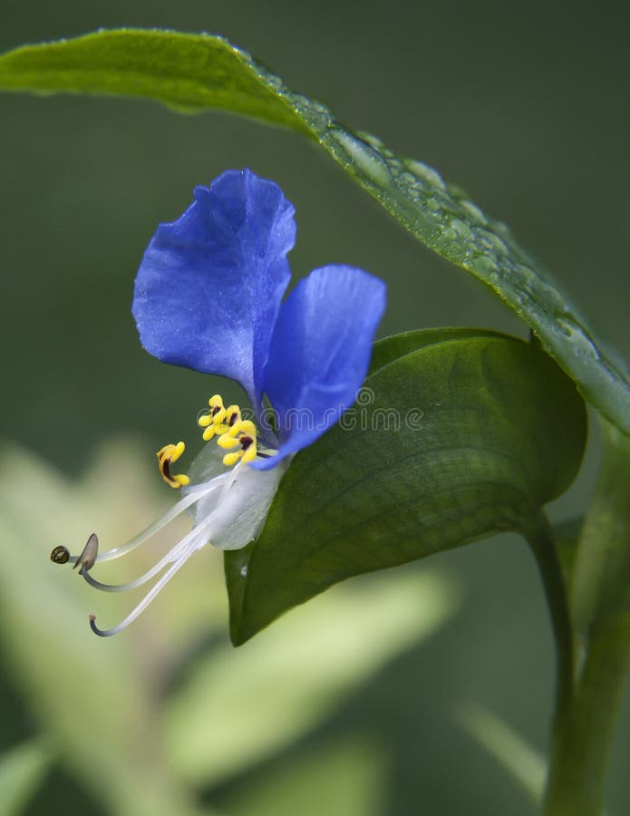 Blue Asiatic Dayflower of Kentucky with yellow stamens. Blue Asiatic Dayflower of Kentucky with yellow stamens