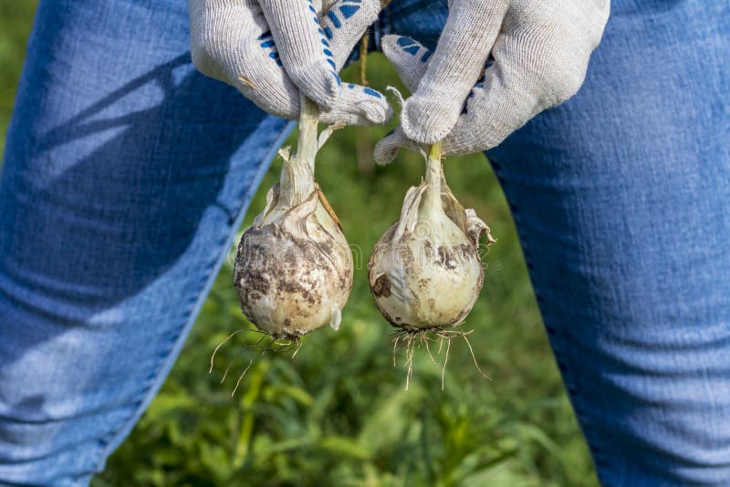 Daylight. a man in blue jeans holds two bulbs between his legs. Concept