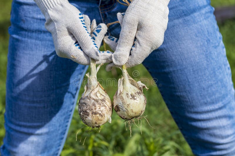 Daylight. a man in blue jeans holds two bulbs between his legs. Concept