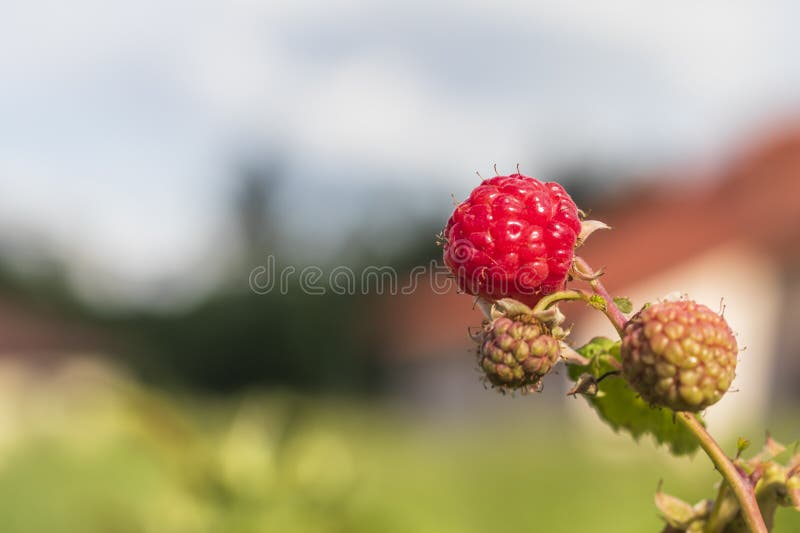 Sun Ripened Raspberry Stock Photos - Free & Royalty-Free Stock Photos from  Dreamstime