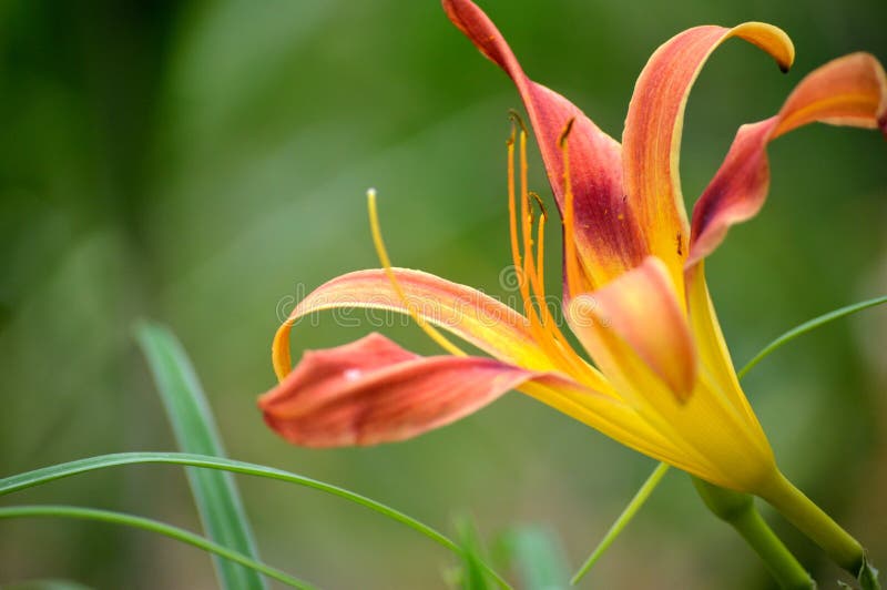 Daylily d'explosion de galaxie photos stock Daylily d'explosion de galaxie photos stock