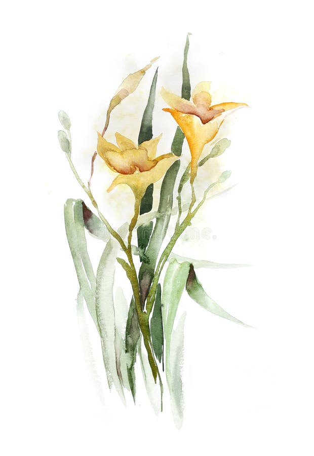 daylily vattenfärg stock illustrationer daylily vattenfärg stock illustrationer