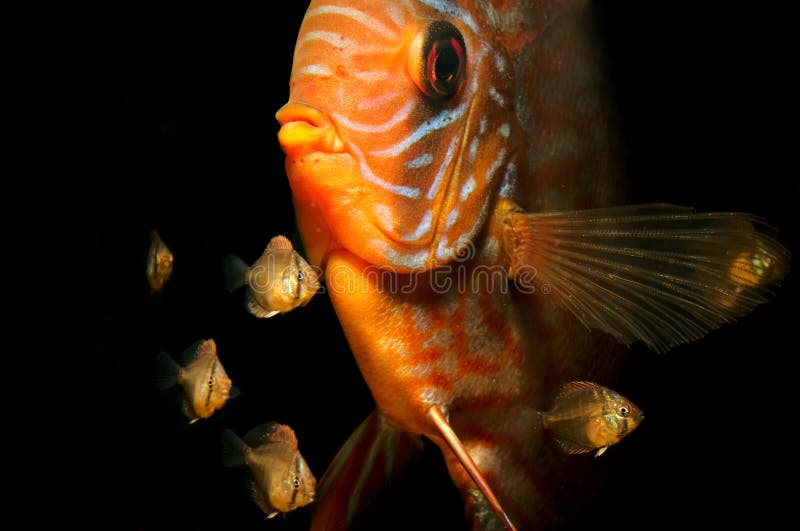 17 days old baby Discus fish Symphysodon aequifasciatus with parents.