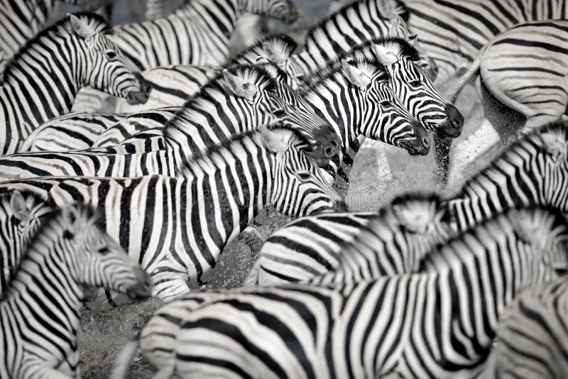 dazzle-zebra-etosha-national-park-dazzle-zebra-145471232.jpg