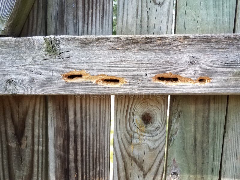 Daños en la valla de madera de las abejas carpinteras