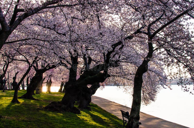 DC cherry blossoms