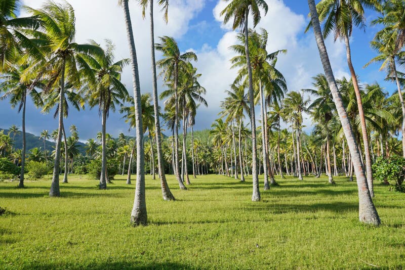 De aanplanting Franse Polynesia van kokosnotenpalmen royalty-vrije stock fotografie De aanplanting Franse Polynesia van kokosnotenpalmen royalty-vrije stock fotografie