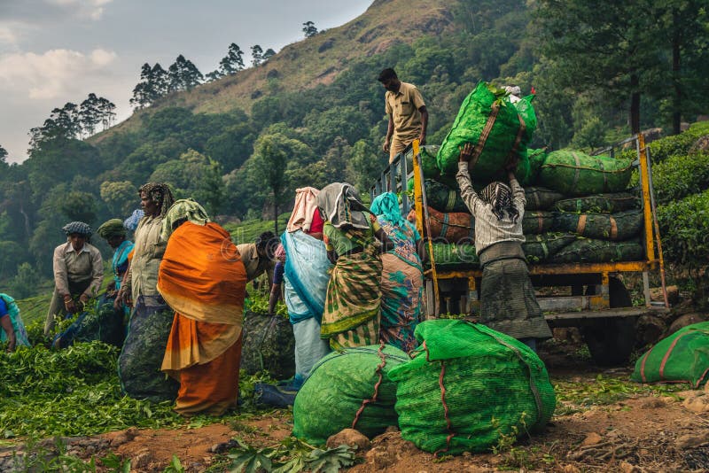 De aanplanting Kerala groen India van de Munnarthee stock foto De aanplanting Kerala groen India van de Munnarthee stock foto