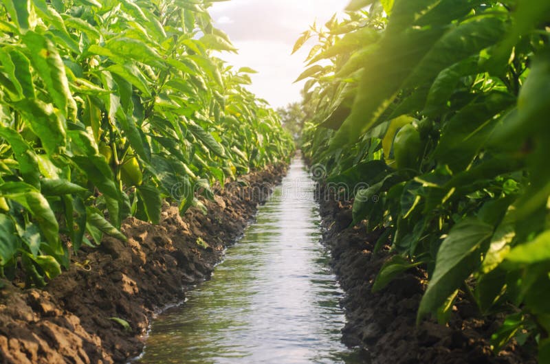 De aanplanting van de rijenpeper door het kanaal dat van het irrigatiewater wordt verdeeld traditionele methode om de gebieden wa stock foto's De aanplanting van de rijenpeper door het kanaal dat van het irrigatiewater wordt verdeeld traditionele methode om de gebieden wa stock foto's