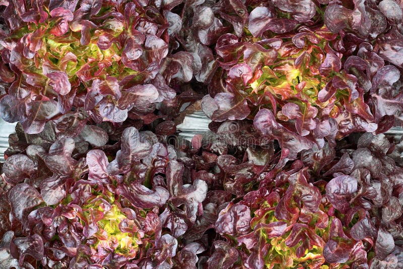De aanplanting van de slasalade, organische groente stock afbeelding De aanplanting van de slasalade, organische groente stock afbeelding