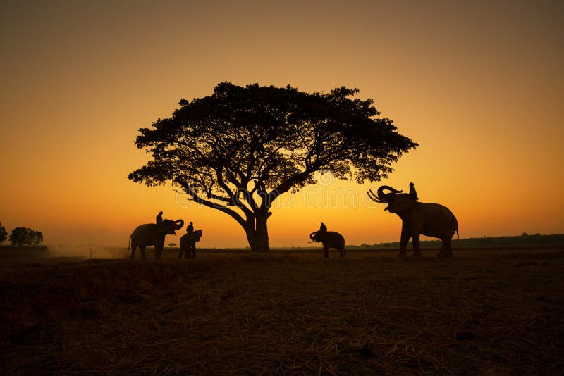 De Aard van Thailand van olifantensilhouet onder boom en mahout royalty-vrije stock fotografie De Aard van Thailand van olifantensilhouet onder boom en mahout royalty-vrije stock fotografie