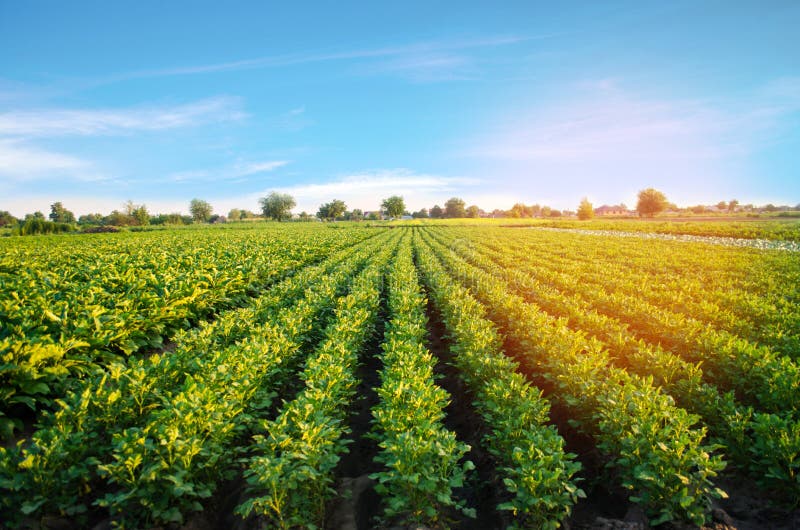De aardappelaanplantingen groeien op het gebied plantaardige rijen De landbouw, landbouw Landschap met Landbouwgrond gewassen
