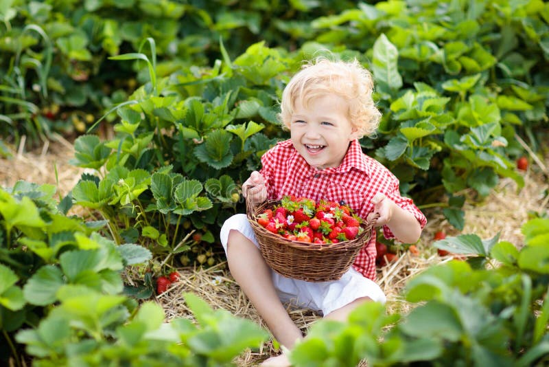 Child picking strawberry on fruit farm field on sunny summer day. Kids pick fresh ripe organic strawberry in white basket on pick your own berry plantation. Little boy eating strawberries. Child picking strawberry on fruit farm field on sunny summer day. Kids pick fresh ripe organic strawberry in white basket on pick your own berry plantation. Little boy eating strawberries.