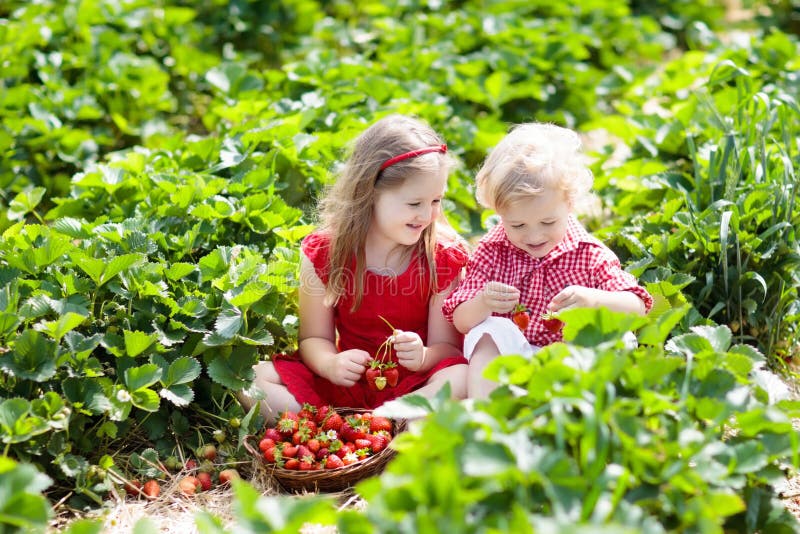 Kids picking strawberry on fruit farm field on sunny summer day. Children pick fresh ripe organic strawberry in white basket on pick your own berry plantation. Boy and girl eating strawberries. Kids picking strawberry on fruit farm field on sunny summer day. Children pick fresh ripe organic strawberry in white basket on pick your own berry plantation. Boy and girl eating strawberries.